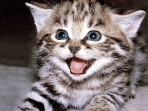 happy-kitten-kittens-5890512-1600-1200